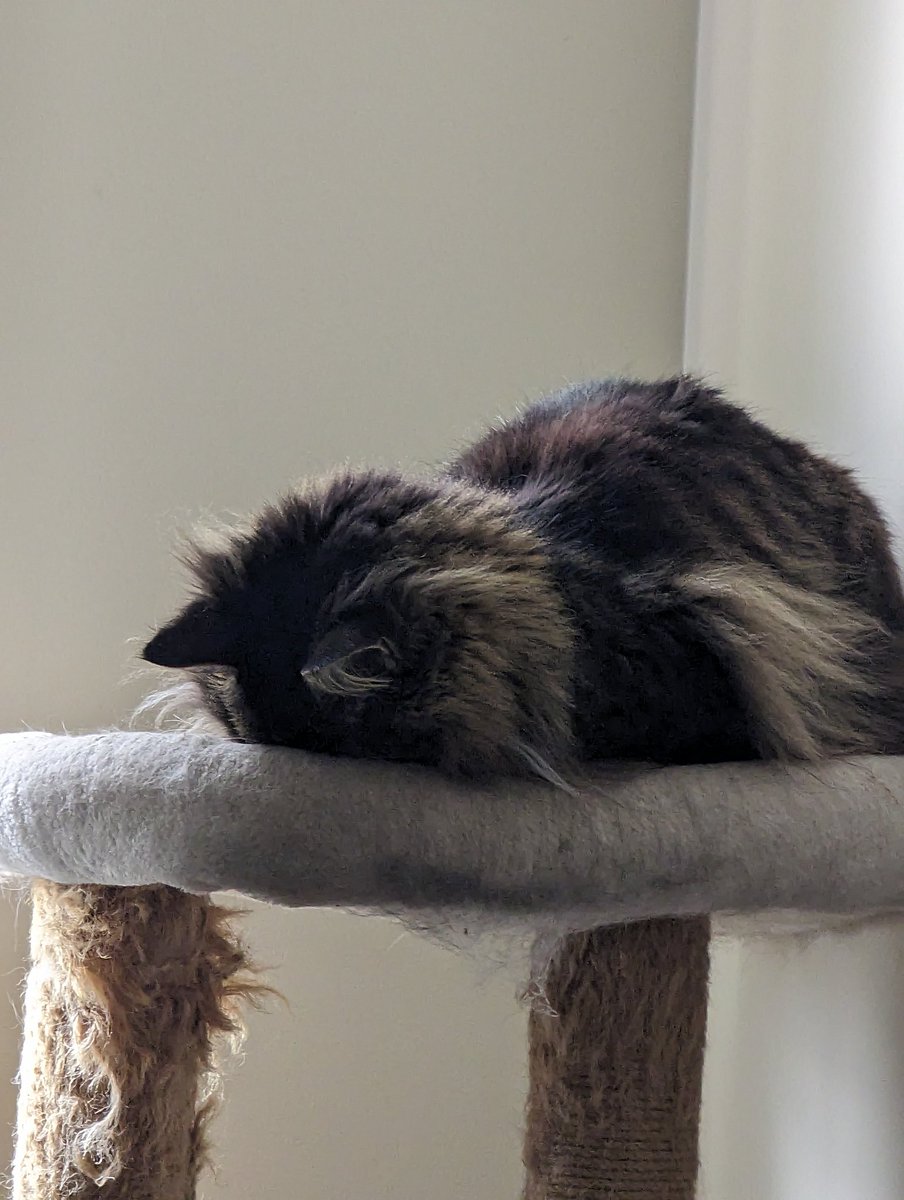 BlueFlamingoZZ's tweet photo. I'm a bit wiped from yesterday so I'm going to try and catch some extra zzzzz's. 
Stream should be on but just a little later in the day~
Cat tax: Milton sleeping weird https://t.co/lpSgyUsKrI