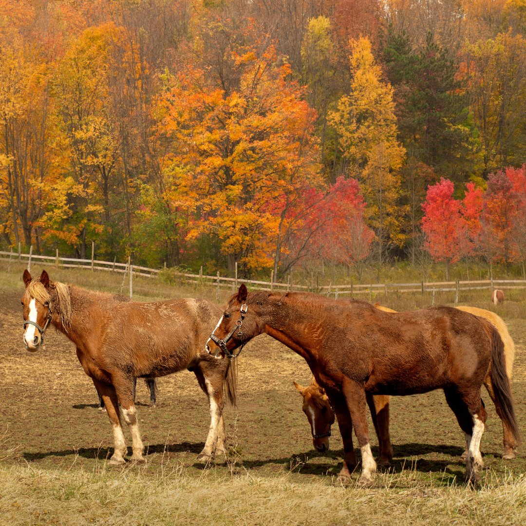 DimplesHTreats's tweet photo. Sundays are for savoring the simple joys in life.

Saddle up and enjoy the breathtaking beauty that nature has to offer. 
#DimplesHorseTreats #AutumnVibes #HorseAdventures #SaddleUp #SundayAdventures #SimpleJoys #Nature #ColorsOfFall #Equestrian https://t.co/mSgPZRLFit