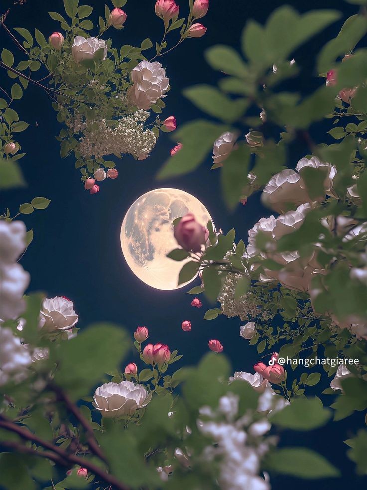 softdeIicacy's tweet image. always in love with the moon.