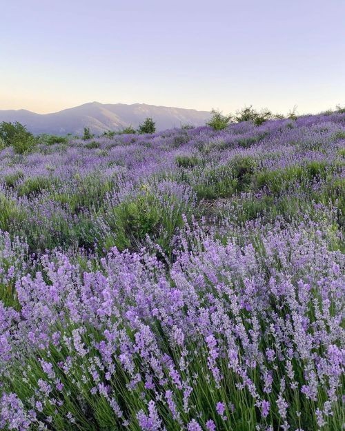 softdeIicacy's tweet photo. purple will always be my favorite color. https://t.co/YC67Fd6Kpw