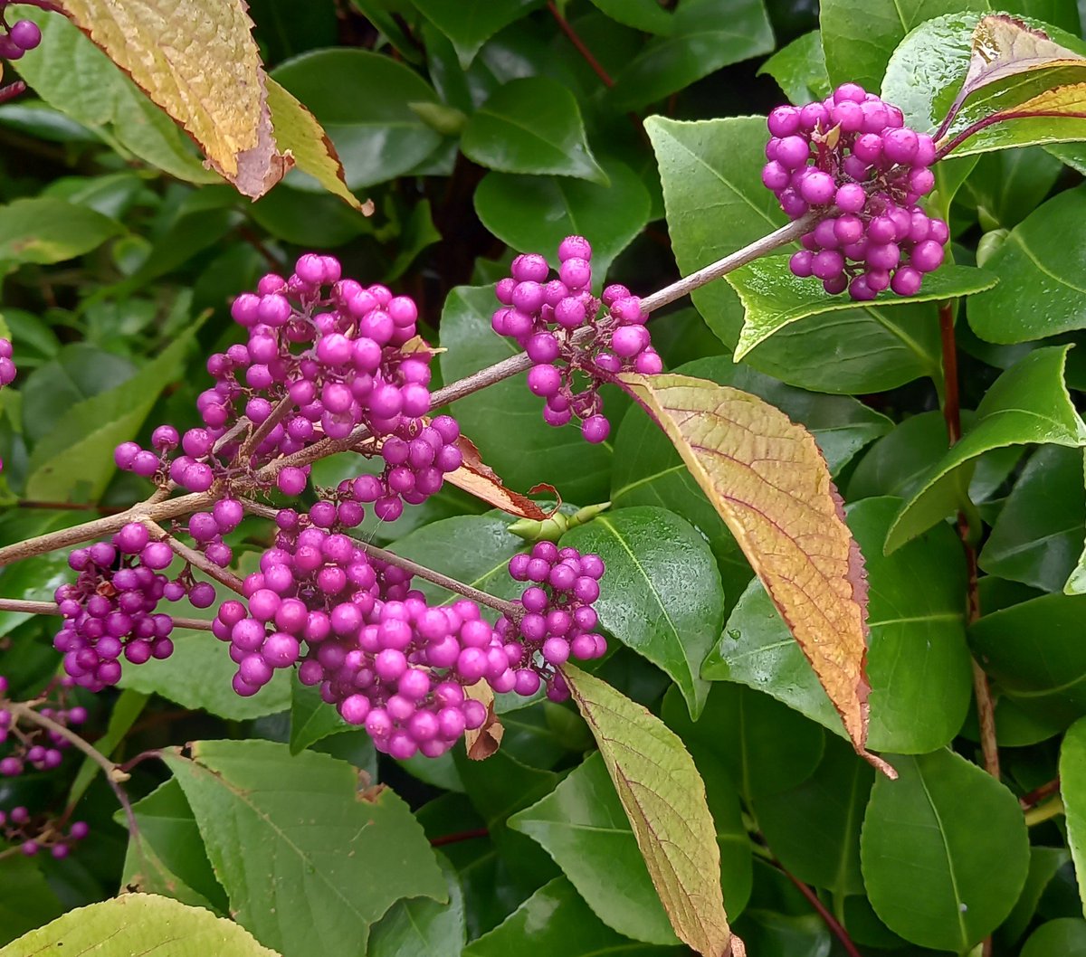 Torridge215's tweet photo. A wondrous shrub with berried treasure that looks almost unreal - that's the Beauty Bush. Discover its botanical name at https://t.co/aUyk2HLLnr
#shrubs #berries #beauty #devon #devonngs https://t.co/tja7lH64Zk