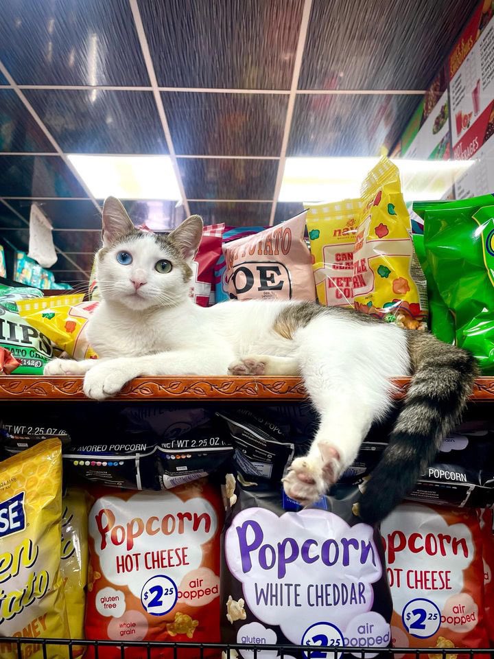 Bodegacats_'s tweet photo. https://t.co/RH0UZVd4ed