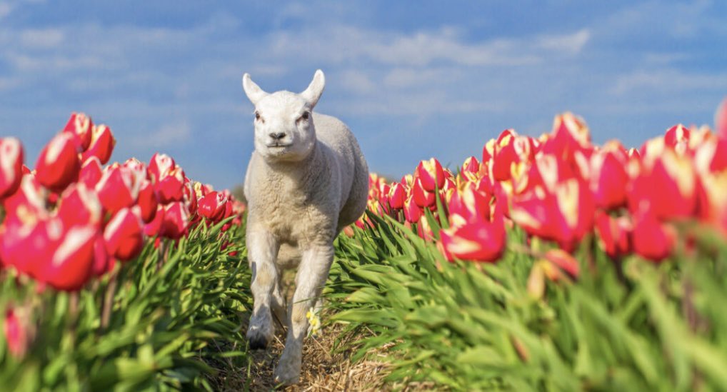 Nog maar 150 dagen # lente