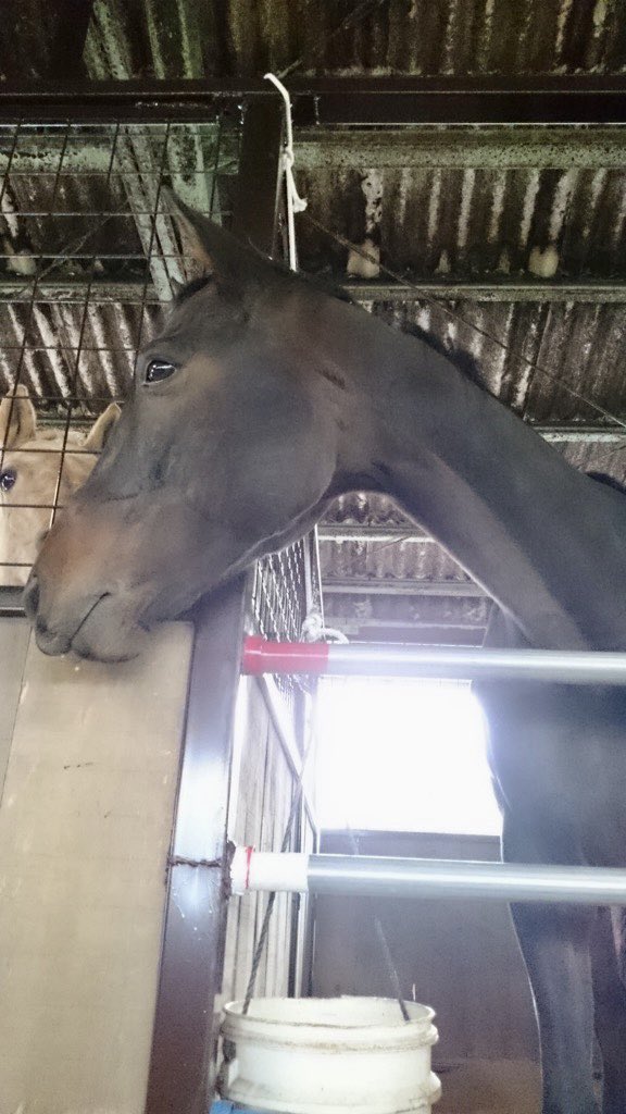 umalove20205's tweet photo. .꒰ෆᵉ̷͈ ◡ ᵉ̷͈ෆ꒱.˖٭ⓄⒽⒶⓎⓄணෆ⃛
ビーム🐴特集中‼️『お隣のマリー🐴に何か?と言ってそうな感じ😳 』
#馬 #馬好き #馬好きさんと繋がりたい #雑学 #馬雑学 #horse #lovehorse #写真 #動物 #photo #photograph #引退馬 #キリトリセカイ #騸馬 #黒鹿毛 #darkbay #サラブレッド #元競走馬 https://t.co/6mxA5nXpQ4