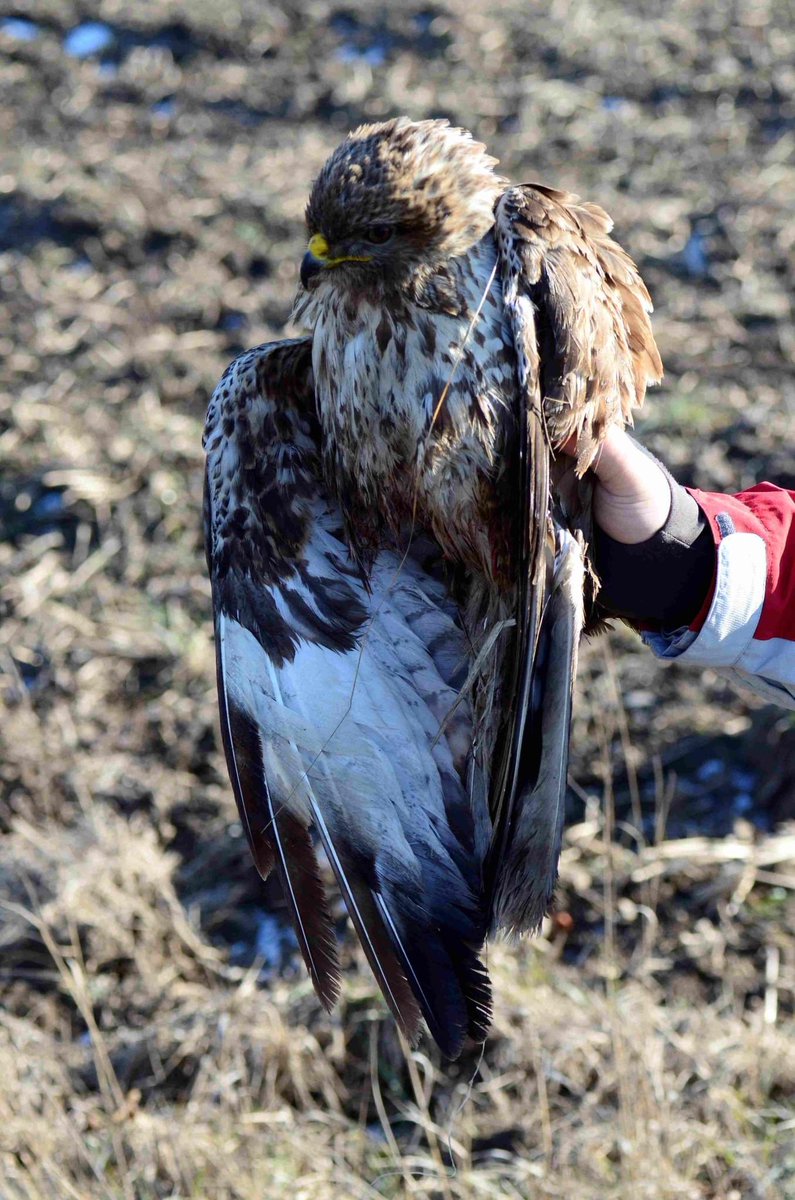 Derek Gow tweet media