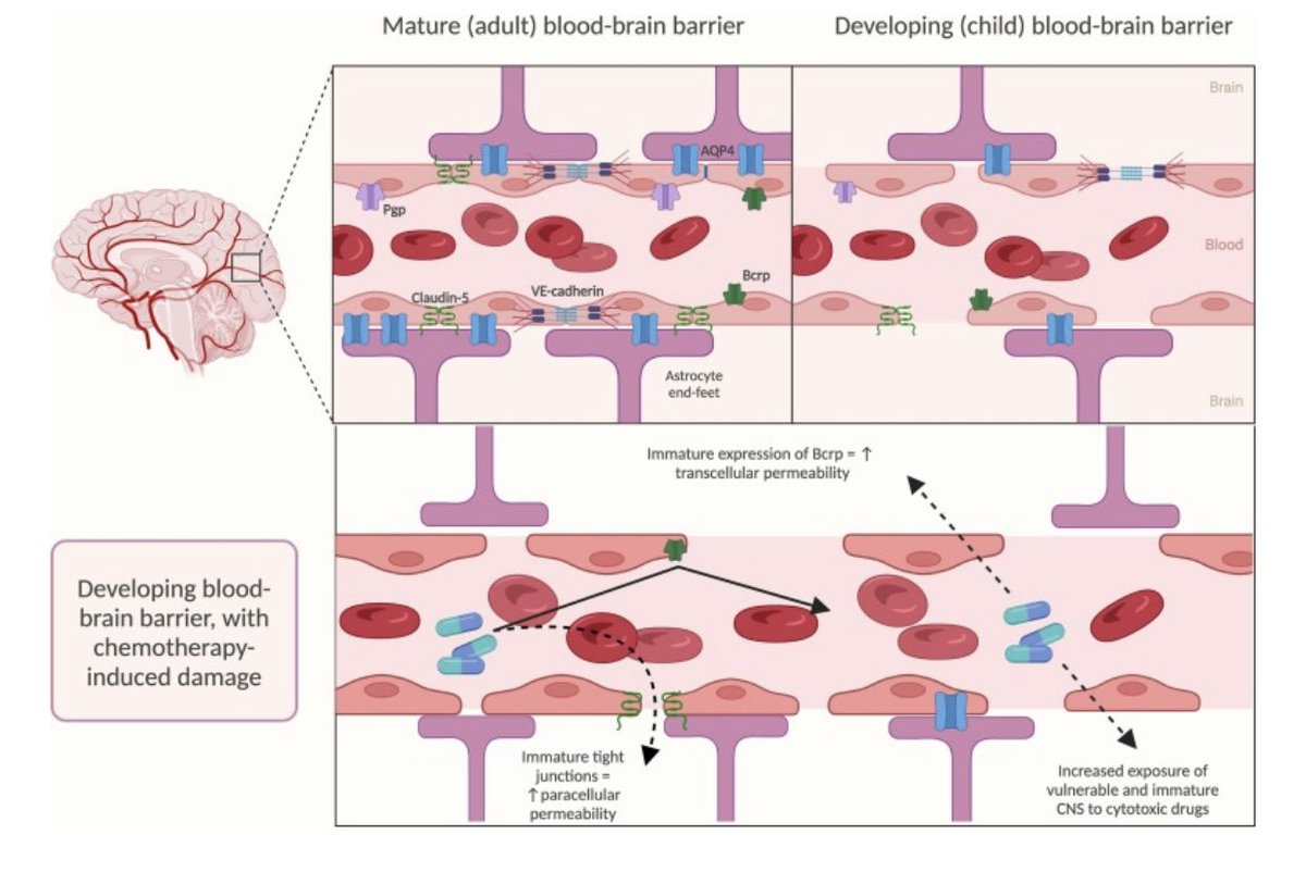 Dr Hannah Rose Wardill (@hannahrwardill) on Twitter photo Interesting in modelling diseases that affect the littles of humans? Check out <a href="/MayaRDavies/">Maya Davies</a>’s paper with recommendations on what to consider when designing or selecting the right model.
Key take away - the paediatric brain is much more than a small adult one!
<a href="/Supp_Care4Kids/">SupportiveCareforKids</a> Interesting in modelling diseases that affect the littles of humans? Check out <a href="/MayaRDavies/">Maya Davies</a>’s paper with recommendations on what to consider when designing or selecting the right model.
Key take away - the paediatric brain is much more than a small adult one!
<a href="/Supp_Care4Kids/">SupportiveCareforKids</a>