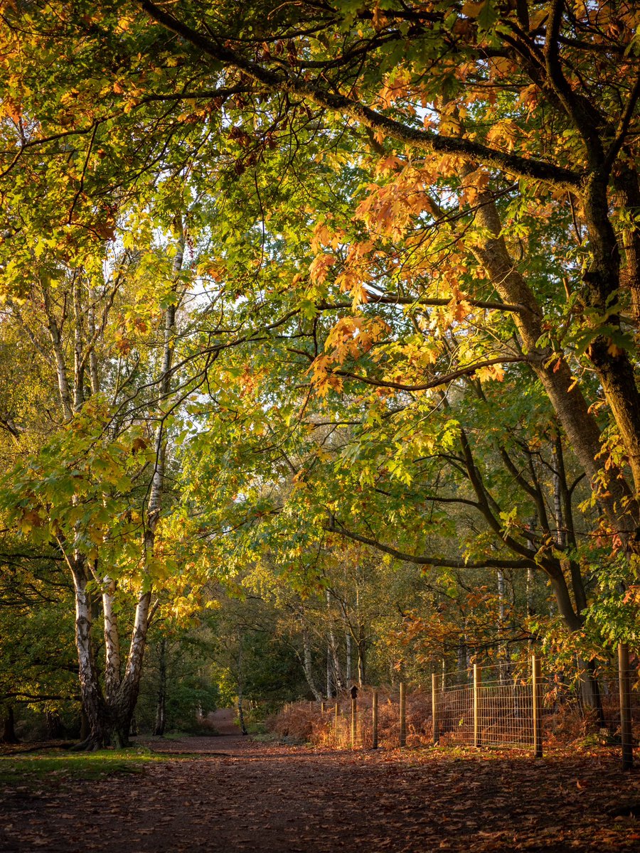 Joeynoble's tweet photo. So glad I went out for a walk tonight, the colours of the trees &amp; the beautiful evening glow was beautiful. 
#StormHour #sunset #highgatecommon #southstaffs #sunset https://t.co/wLQmMiTmNq