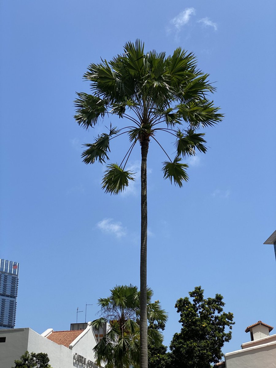 Monday Blue(s): Good morning from 127 km north of the equator and have a great week ahead. #monday #mondayblues