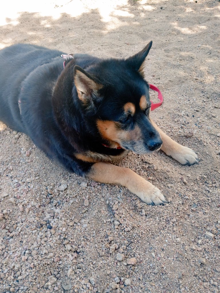 DogUniverseOL's tweet photo. #Sundaydogvibes #happydog #dogdad #cutedog #tricksfortreats #AdventureAwaits #famousdoggy https://t.co/tOdTxSjGus