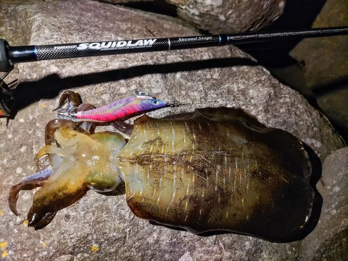 zuefishing's tweet photo. いか https://t.co/K0i3ugbW9z