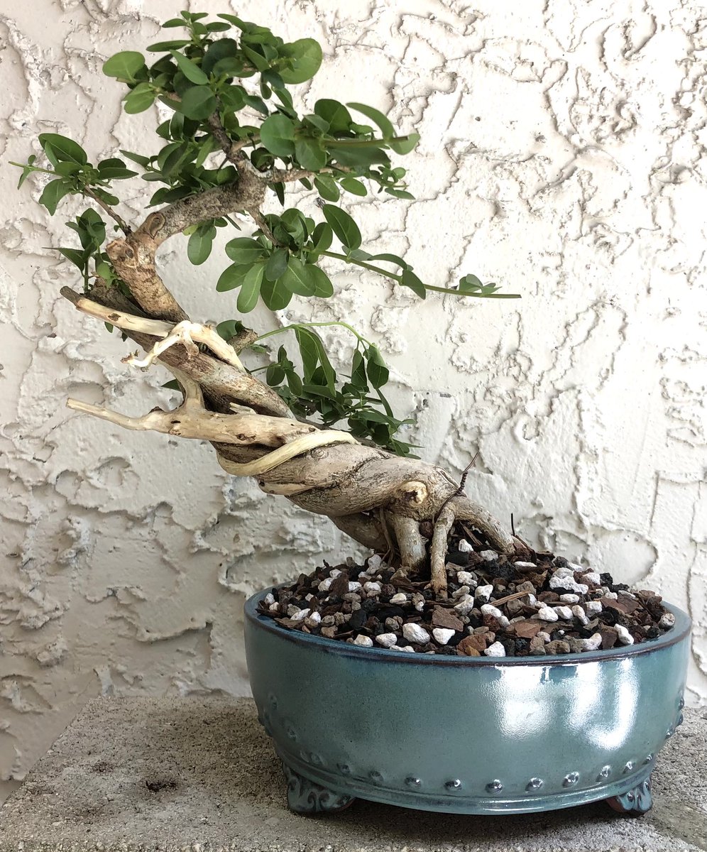 ChangeOrFail's tweet photo. This Premna is making steady progress. Progress is what bonsai is all about.
#StayDrivenByWhatYouLove #EmblemBonsai #tropical #bonsai #Premna #twisted #art #gardening #BonsaiGetsMeWired https://t.co/PV8bmamryn