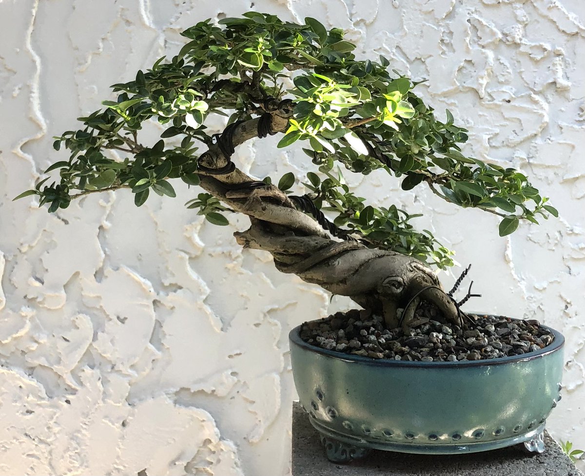 ChangeOrFail's tweet photo. This Premna is making steady progress. Progress is what bonsai is all about.
#StayDrivenByWhatYouLove #EmblemBonsai #tropical #bonsai #Premna #twisted #art #gardening #BonsaiGetsMeWired https://t.co/PV8bmamryn