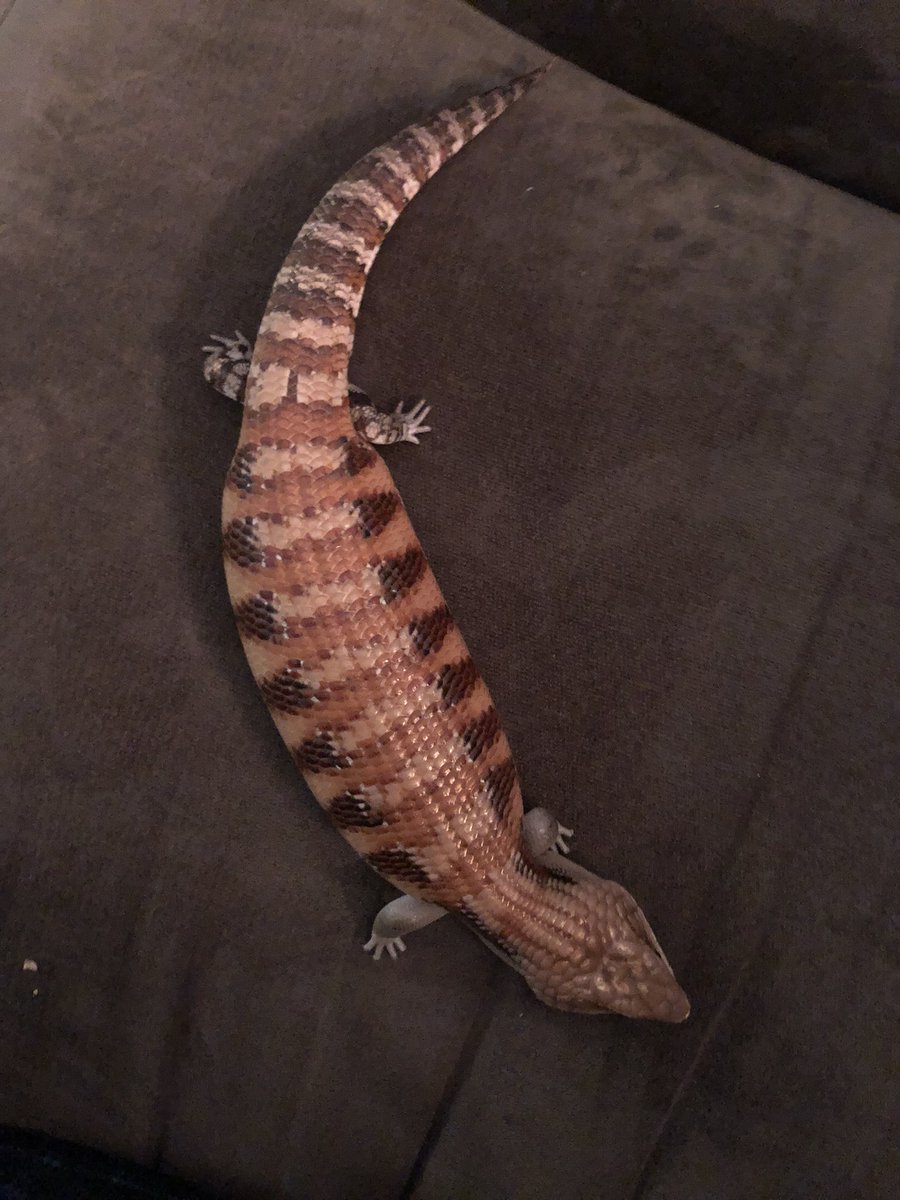 average__frog's tweet image. Lobster