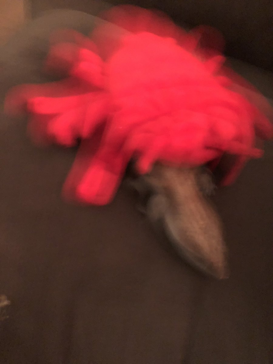 average__frog's tweet image. Lobster