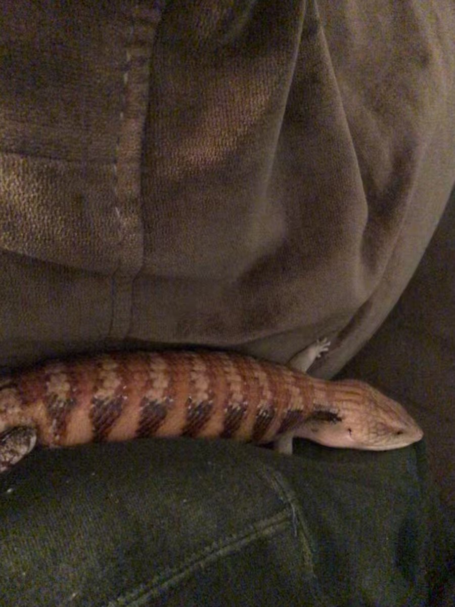 average__frog's tweet image. Lobster