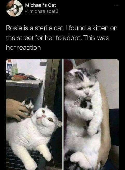 WeAssessCats's tweet photo. https://t.co/7YVv7Qtqux