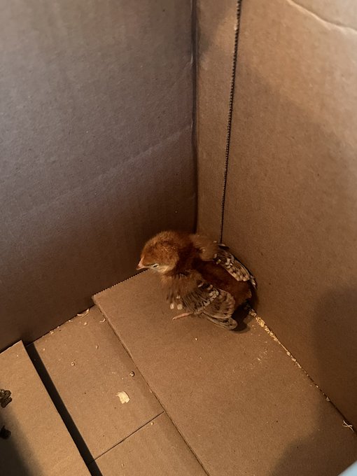 I&rsquo;m a chicken mom now! https://t.co/eeOFcqb8uh