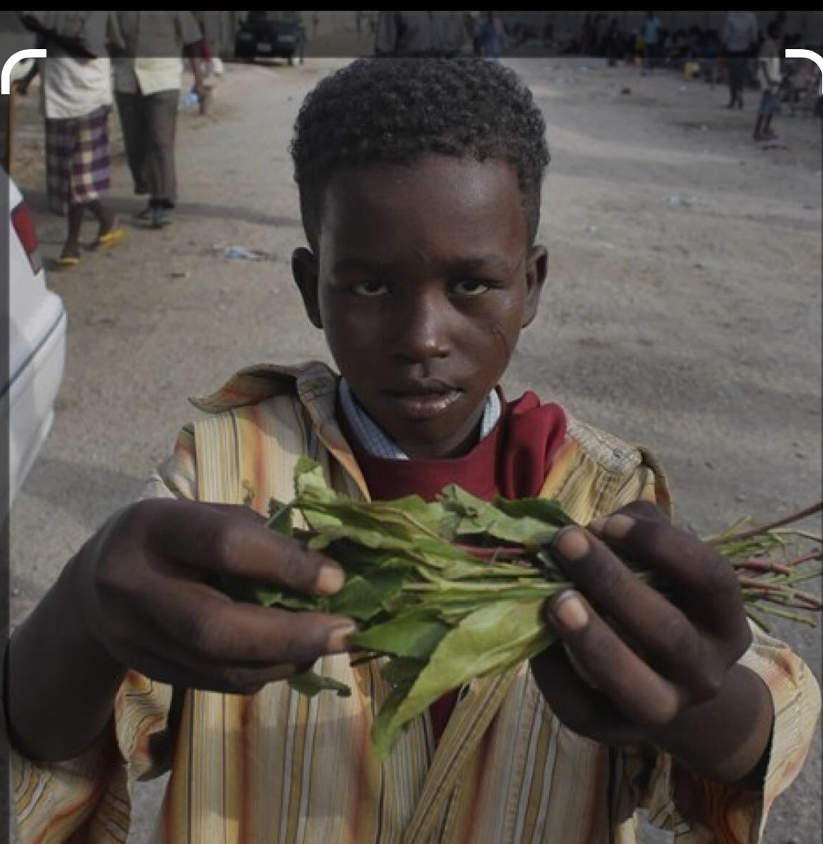 Khat-drug the Green gold of Kenya ,l&amp; Ethiopia Is a Graveyard For Somali children.