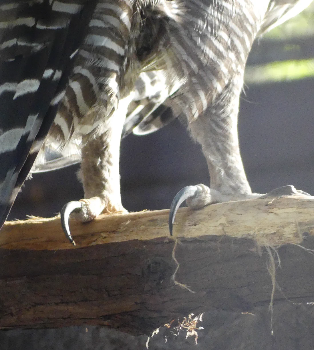 上野動物園［公式］ on X: 