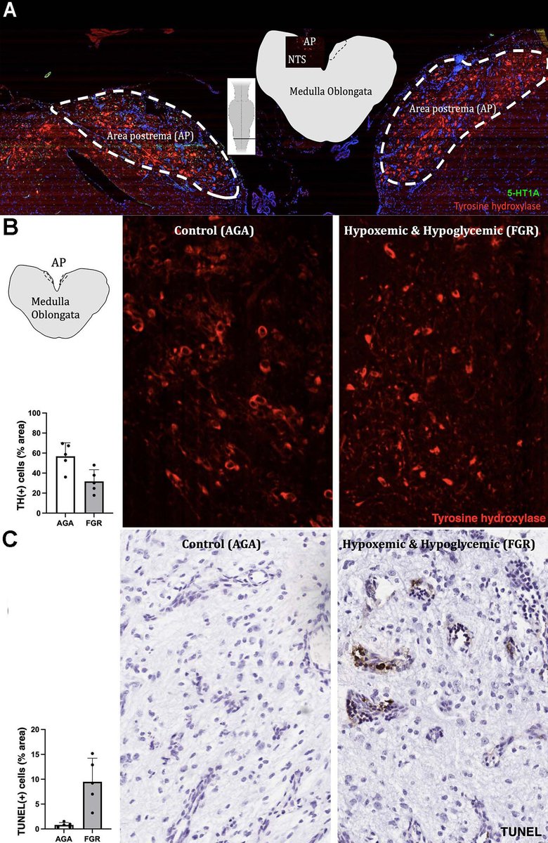 Ela Zadeh (Elham Ahmadzadeh), PhD tweet media