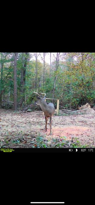Bucket brought a friend with him today. &amp; yes I gave him a name 😂 https://t.co/KrFU8WqJ6D