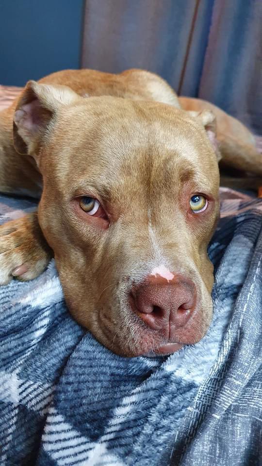 muddypawscrime's tweet photo. #Preston can you help ? Milo went missing on the 13th October 2023 early morning on #PillingSands he has not been seen since 💔 His family are desperately searching for him 😭 please can you #Repost for this beautiful boy #FindMilo any information contact @muddypawscrime https://t.co/IbeOnm7mfw