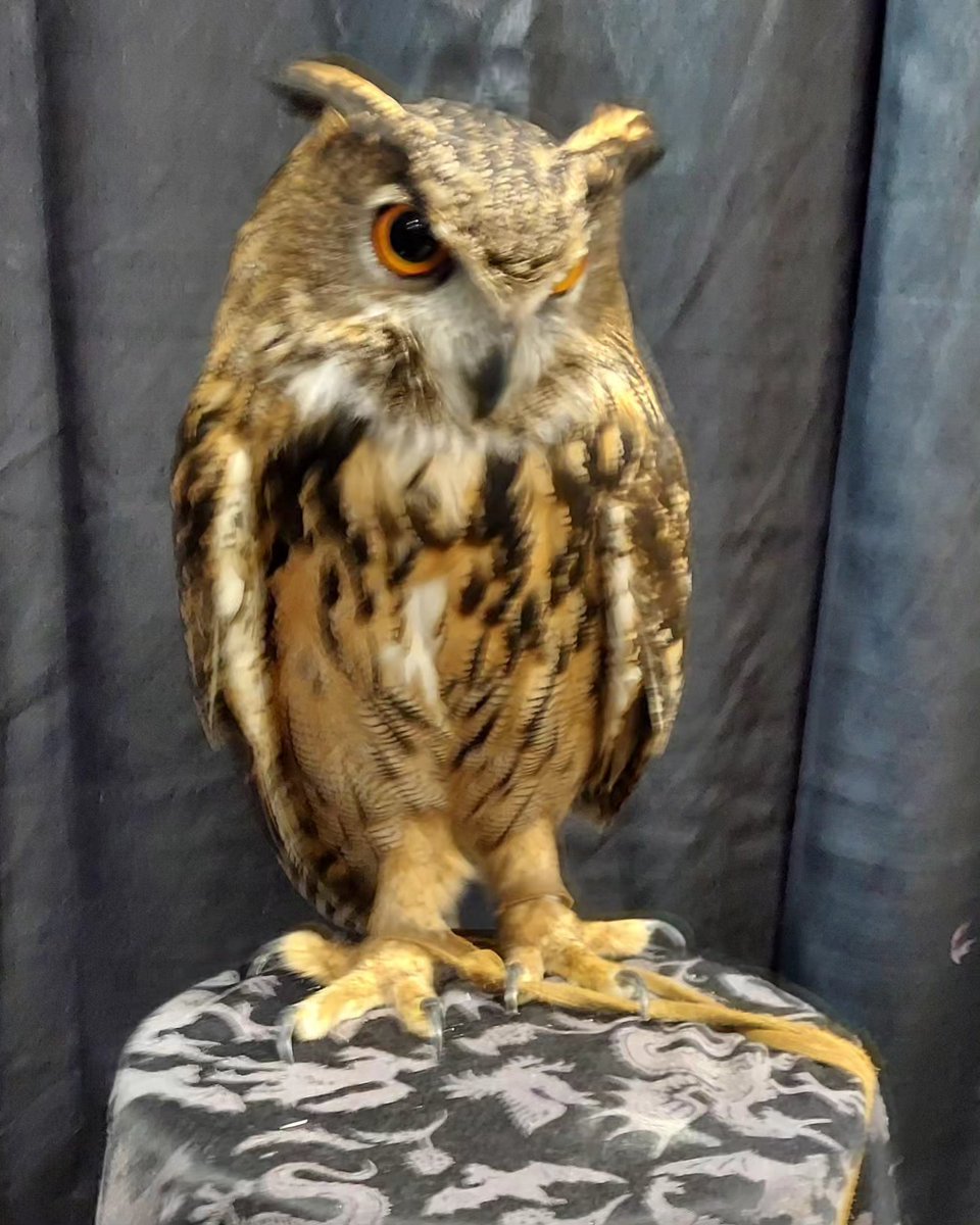 Megami33's tweet photo. Also, shout out to Wildefell Wolves for letting me get the chance to meet Ender &amp; see all the wonderful animals they've rescued. Definitely check out their page to learn more about their educational animals. 🐺💖🦉 #chattanoogacomiccon https://t.co/IC8OV3d9f5 https://t.co/AX2UYNZvS2