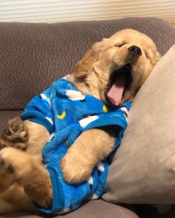 💖 (@twaniimals) on Twitter photo 