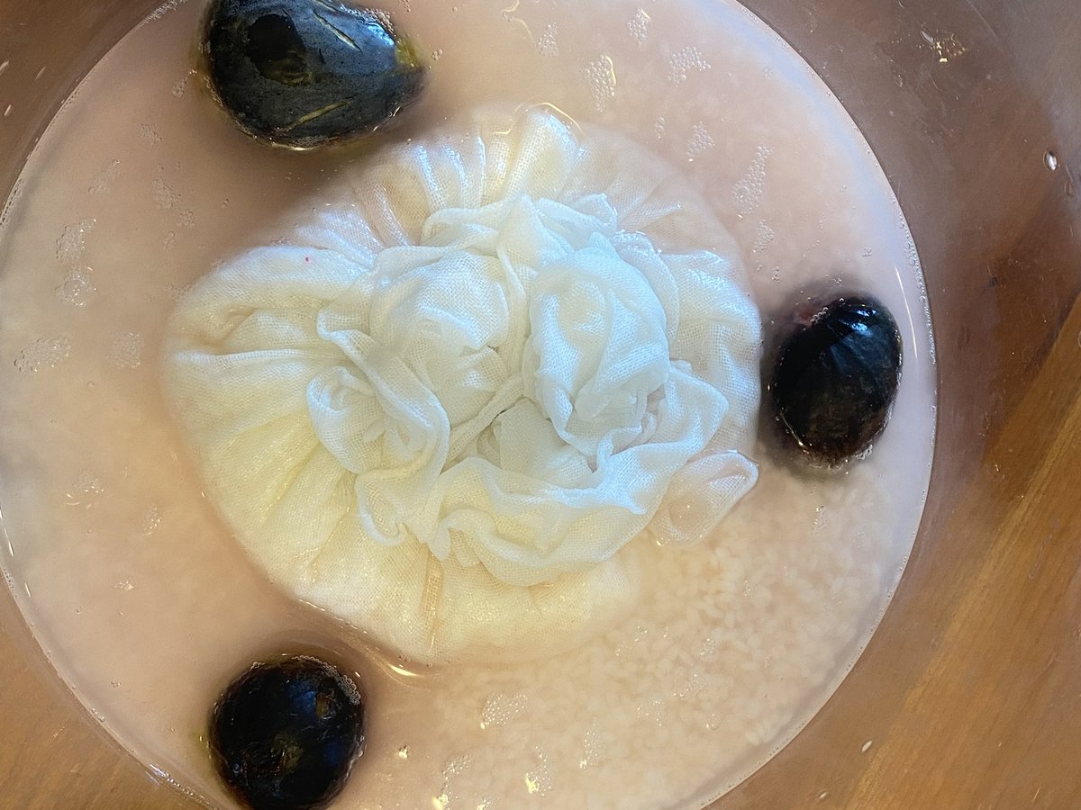 FOODSTORY_Japan's tweet photo. Always surprised how fast the fermentation kicks in LA. Natural sake making doesn’t start with fruits. But thought of using natural yeast of fruits will accelerate the fermentation. We see bubbling in two days! It’s a pre-sake making step cultivating lactic-acid. #naturalsake https://t.co/aqplb7XZnQ
