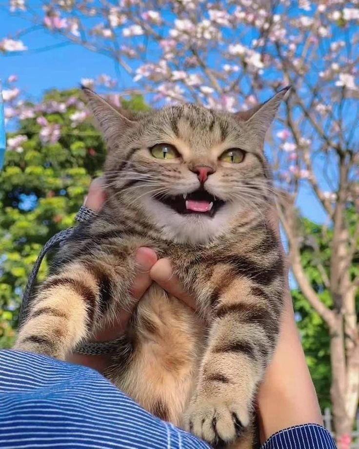 cuteanimalsisaw's tweet photo. https://t.co/MZJ1RMSl1c