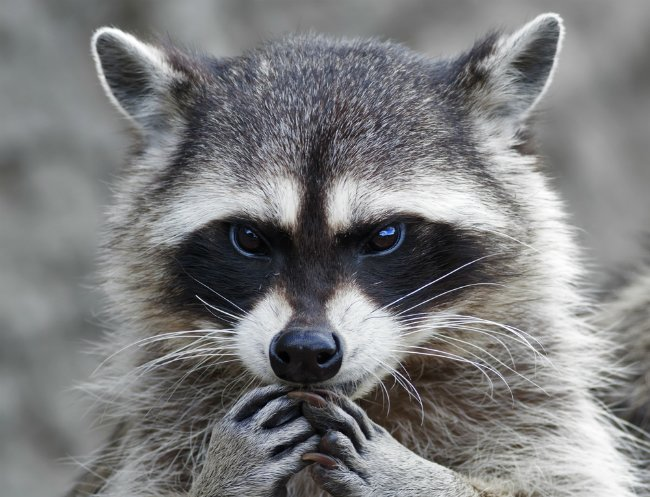 cuteanimalsisaw's tweet photo. evil plan incoming https://t.co/fTBFD6HHxF