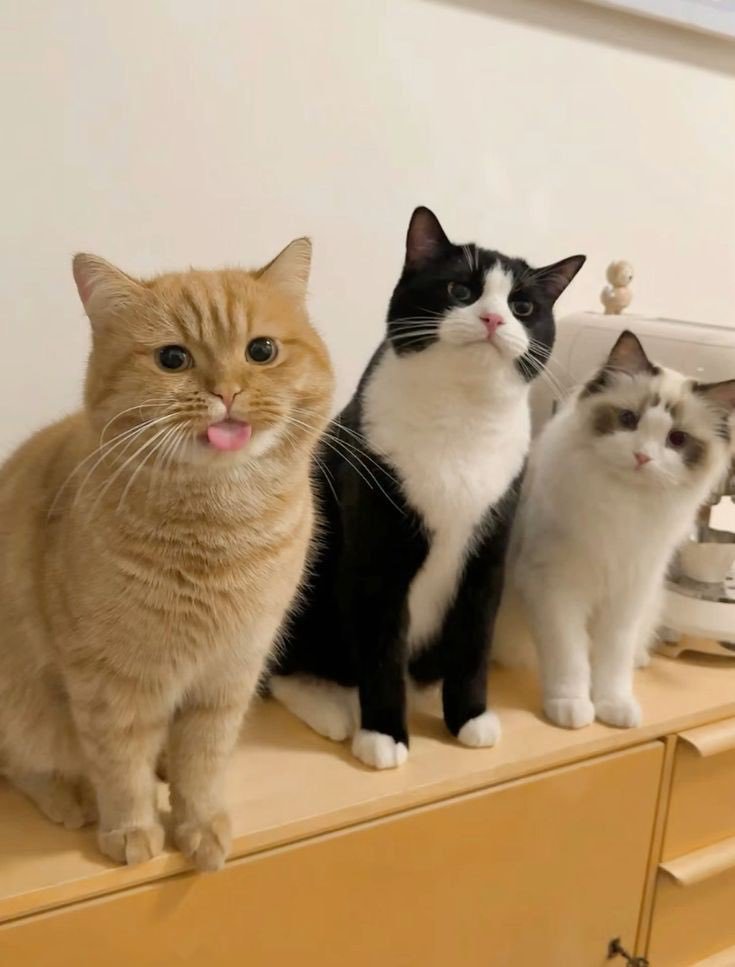 cuteanimalsisaw's tweet photo. https://t.co/y5f2T8QoEm