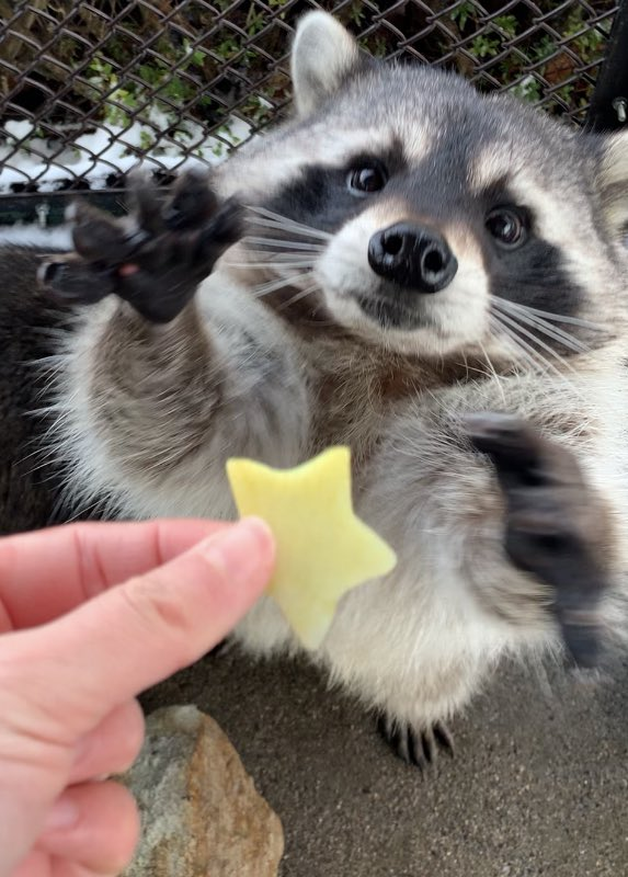 cuteanimalsisaw's tweet photo. https://t.co/QGg79ixc2b