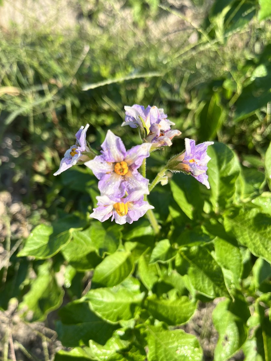 秋じゃがの花が咲いてました〜🌸

白がデジマで柄入りがメークイン🥔