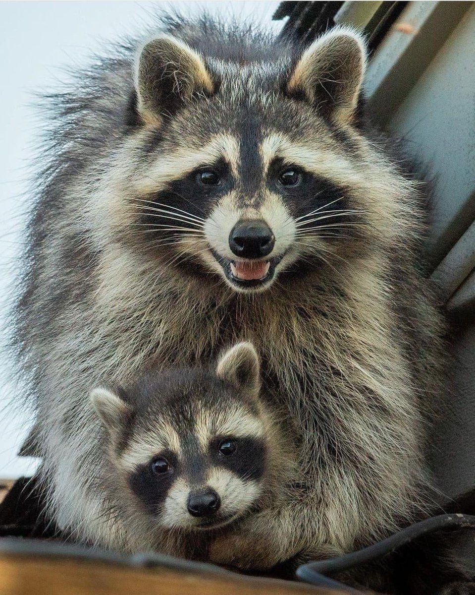 cuteanimalsisaw's tweet photo. https://t.co/XMDDURgl4V