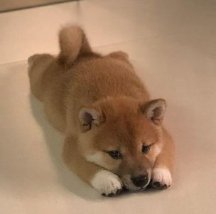 cuteanimalsisaw's tweet photo. https://t.co/IYYWFnSDbN