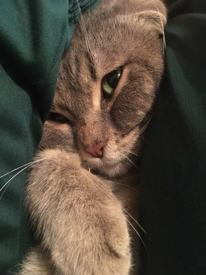 cuteanimalsisaw's tweet photo. https://t.co/wl3RDkgqvu