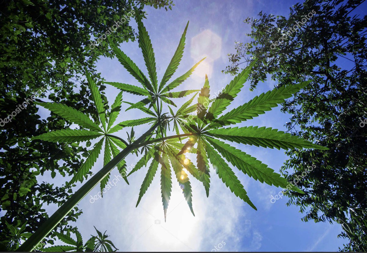 Who’s looking for a delivery on this beautiful Sunday? 😍💨

#WeedDelivery #OrangeCounty #420Community #DANK #CannabisCulture
