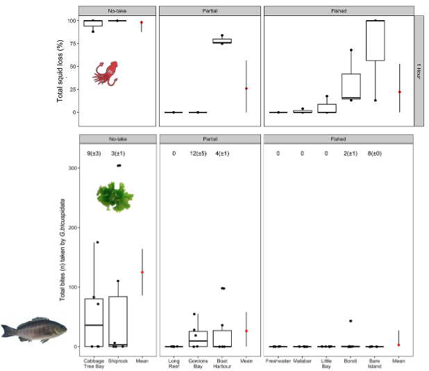 Dr Adriana Vergés (@adriatix) on Twitter photo New paper led by Izzy Della Marta shows predation rates, fish biomass & biodiversity are higher in #marine protected areas in Sydney, but only in no-take sanctuary zones; #herbivory by luderick also influenced by protection <a href="/MEPS_IR/">Marine Ecology Progress Series (MEPS)</a> <a href="/unswbees/">UNSW Biological, Earth and Environmental Sciences</a> <a href="/AlistairPoore/">Alistair Poore</a> <a href="/ss_reefsrock/">Dr. Shannen Smith</a> New paper led by Izzy Della Marta shows predation rates, fish biomass & biodiversity are higher in #marine protected areas in Sydney, but only in no-take sanctuary zones; #herbivory by luderick also influenced by protection <a href="/MEPS_IR/">Marine Ecology Progress Series (MEPS)</a> <a href="/unswbees/">UNSW Biological, Earth and Environmental Sciences</a> <a href="/AlistairPoore/">Alistair Poore</a> <a href="/ss_reefsrock/">Dr. Shannen Smith</a>