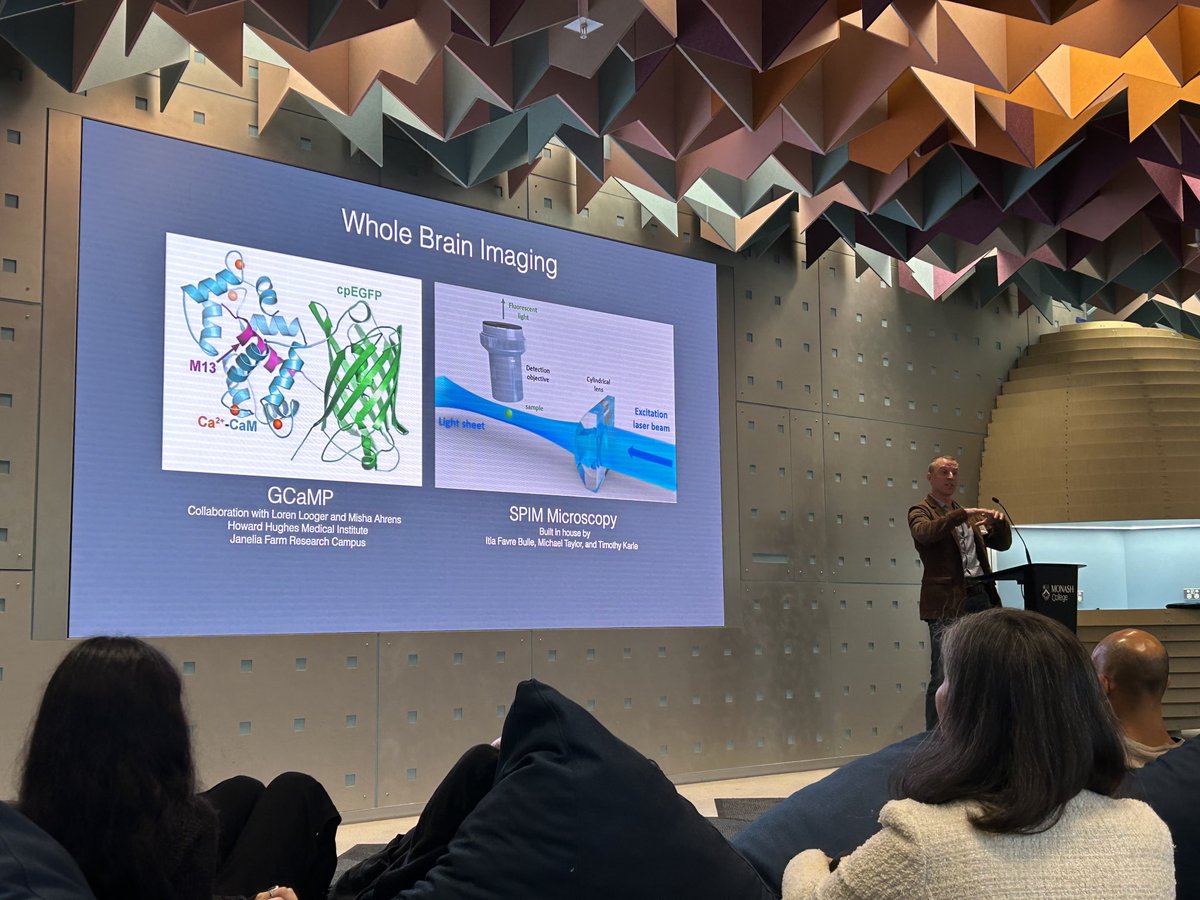 RathLeanne's tweet photo. @LabEthan #mathsinthebrain On methods of collecting data in the brain of zebra fish - a discovery process. An opening up into possibilities to test information flow in the brain and it’s adaptations https://t.co/uMNLPmOdNj