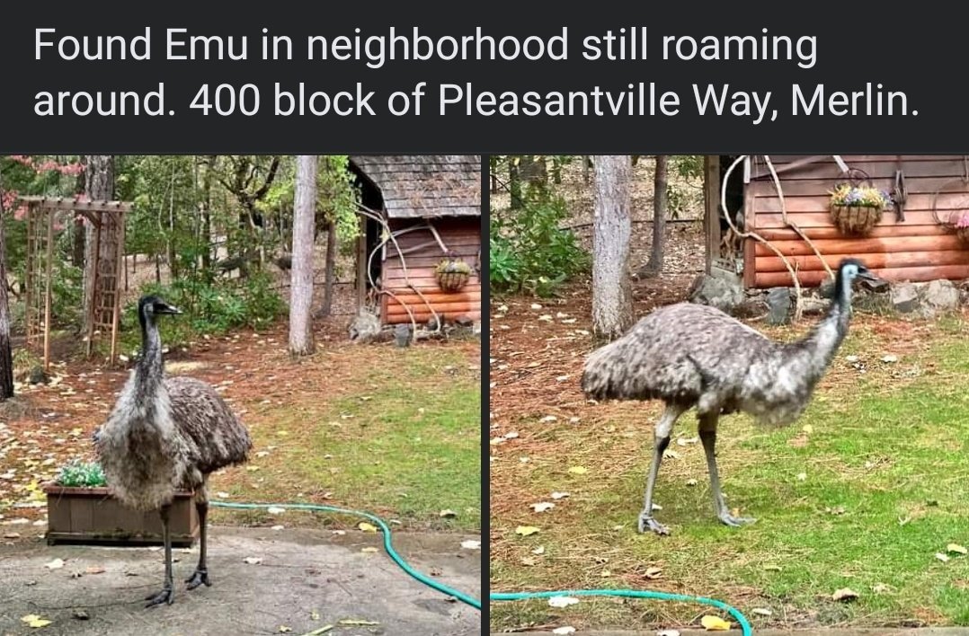 cass_fos's tweet image. There&apos;s been an emu loose for a few days just roaming the neighborhood near me....all my groups are going off about &quot;who has an emu loose!&quot; Haha this is wild to me