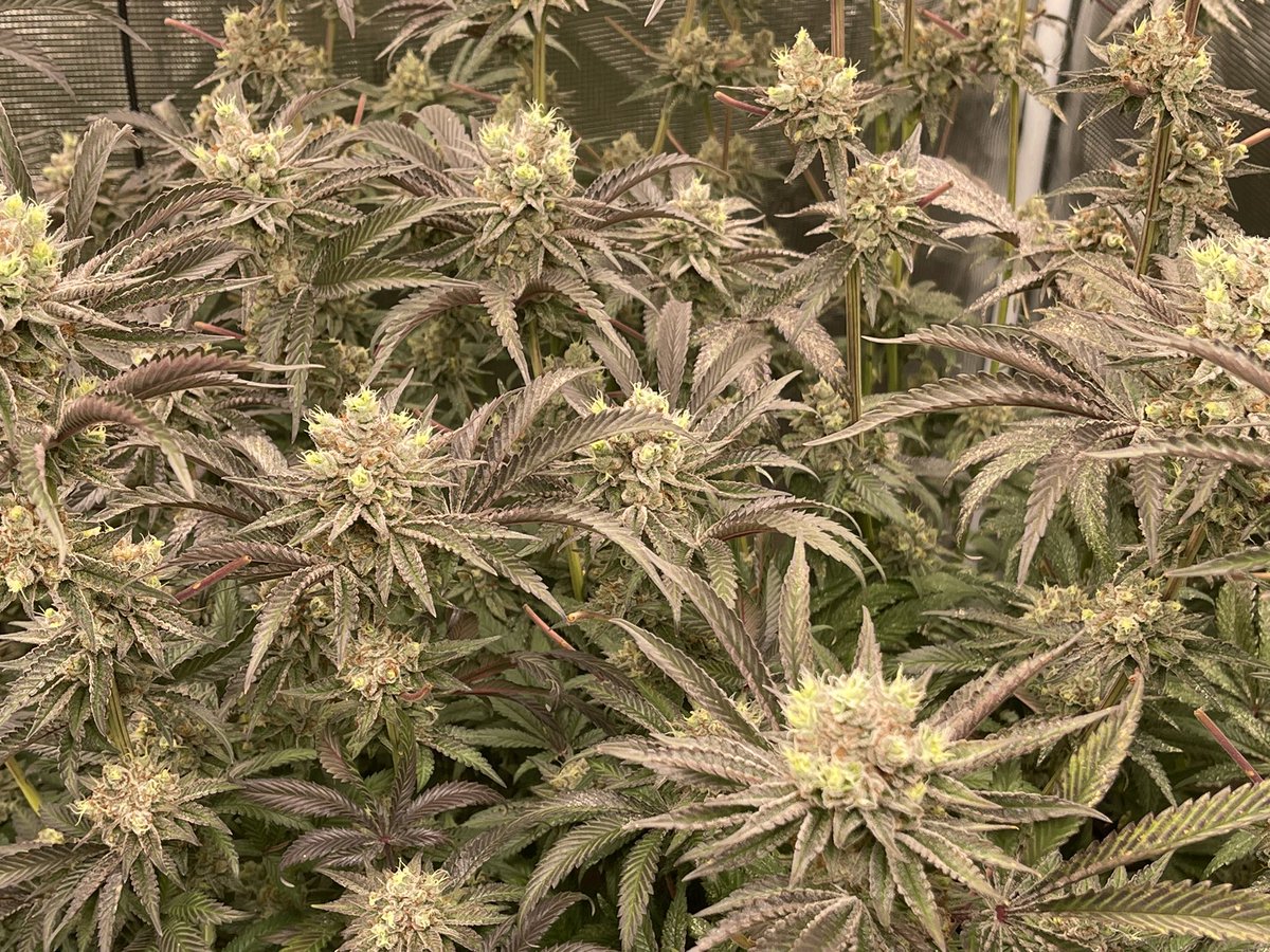 TNuts420's tweet photo. @JohnKincade Crescendo. You? https://t.co/B7MeCMiM26