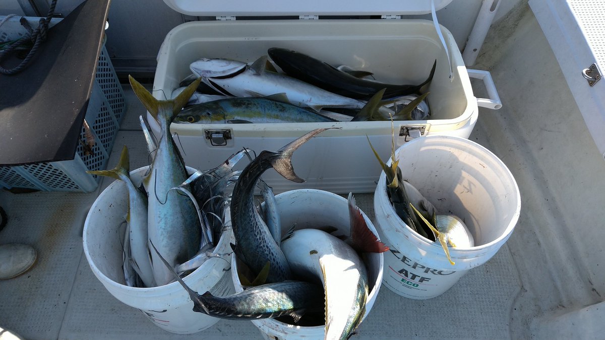 今日も鳴門に
タチー111本
ツバス・ハマチ・ブリー27本
タイー1本
サワラー3本
でした