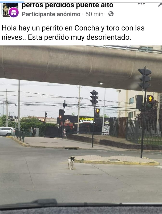Que harás con tu libertad? Salvarlos a ellos 🐱🐶 tweet media