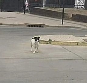 Que harás con tu libertad? Salvarlos a ellos 🐱🐶 tweet media