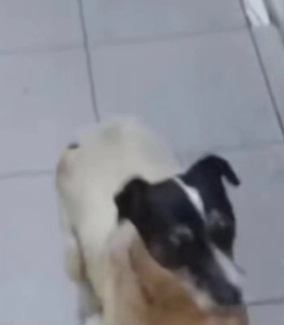 Que harás con tu libertad? Salvarlos a ellos 🐱🐶 tweet media