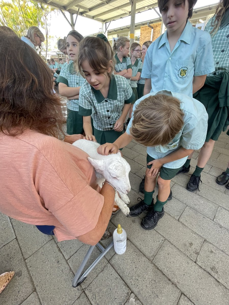 yr4tell's tweet photo. Meeting Yoda the lamb with Mrs Willoughby 🌟🌟🌟 https://t.co/D8RAK4xnHJ