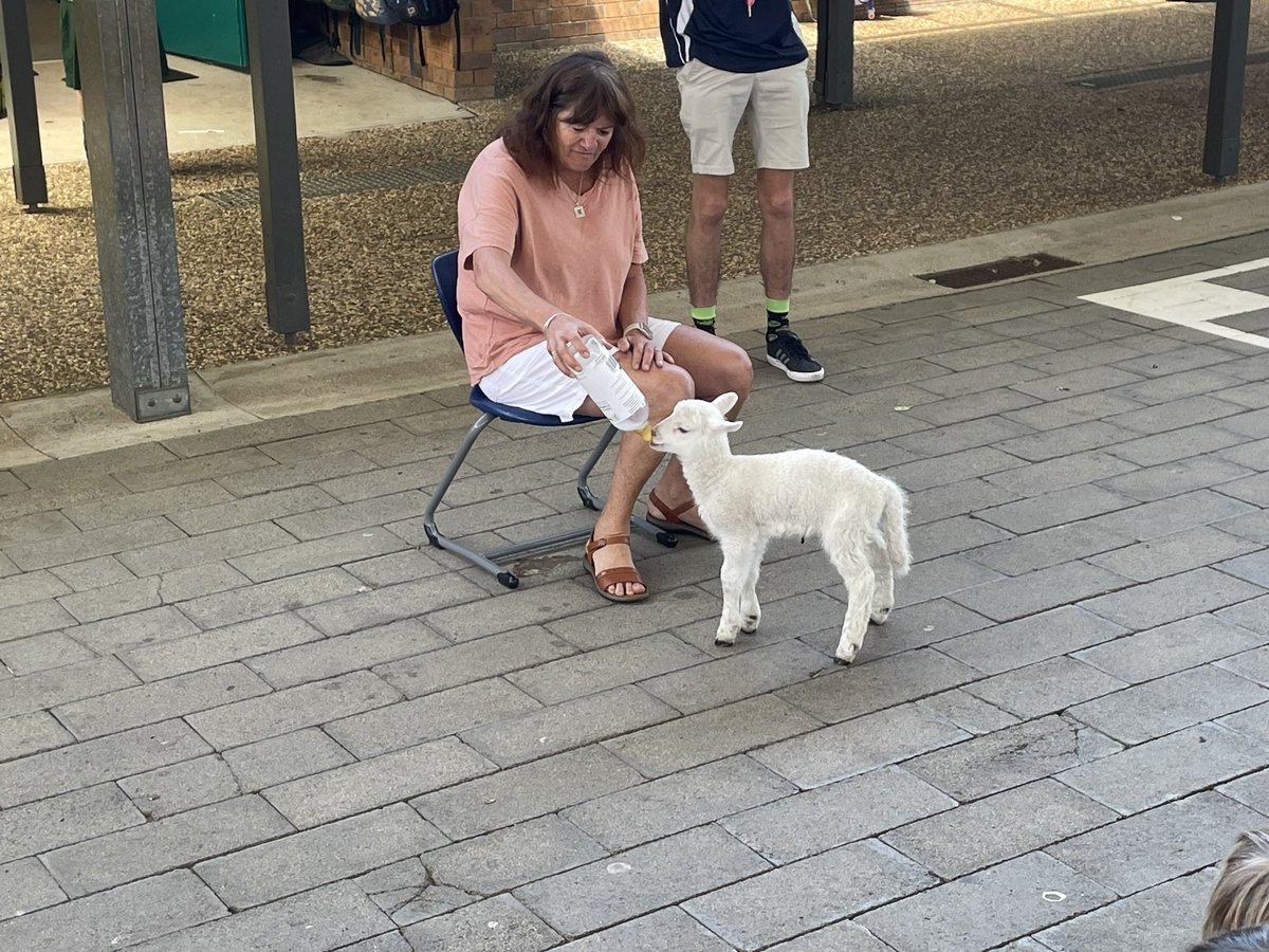 yr4tell's tweet photo. Meeting Yoda the lamb with Mrs Willoughby 🌟🌟🌟 https://t.co/D8RAK4xnHJ