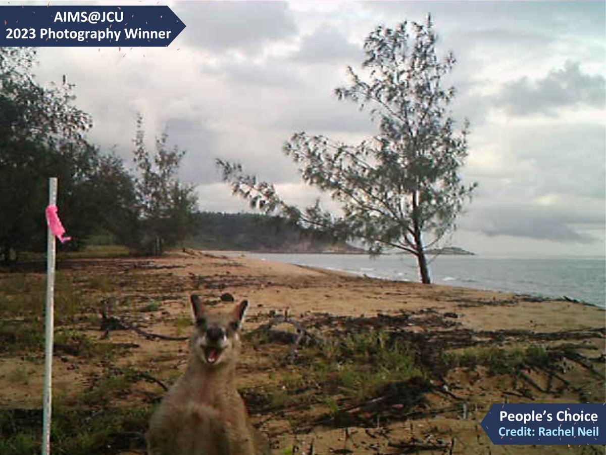 Australian Institute of Marine Science tweet media