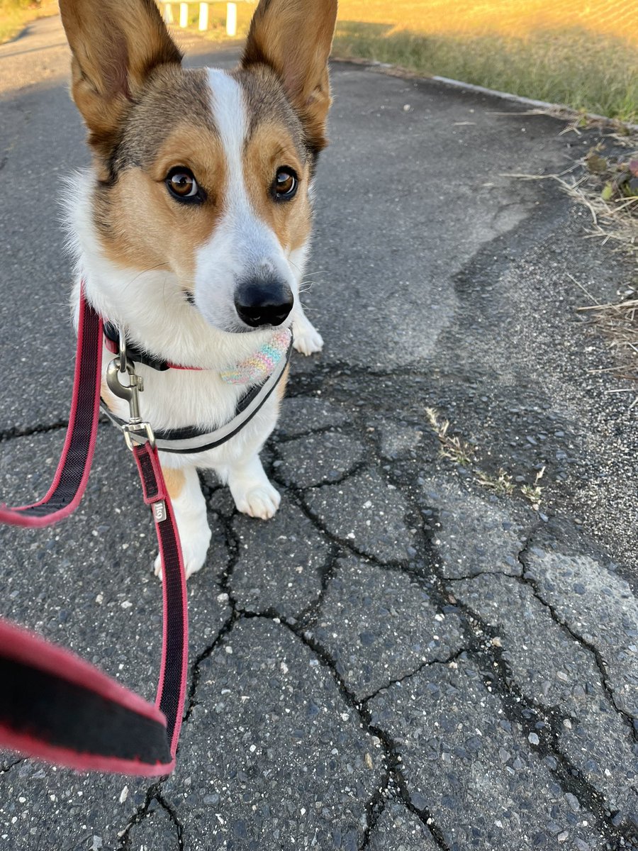 ChannelCorgi's tweet photo. 朝散歩🫠 https://t.co/RZXI3dDQK2